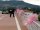 Verbania
Atto vandalico alle decorazioni del Giro